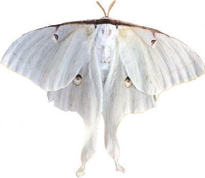 Moth
